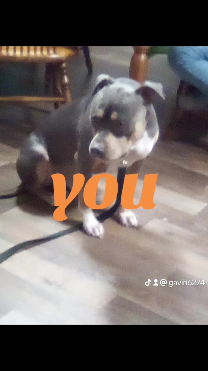 @gav