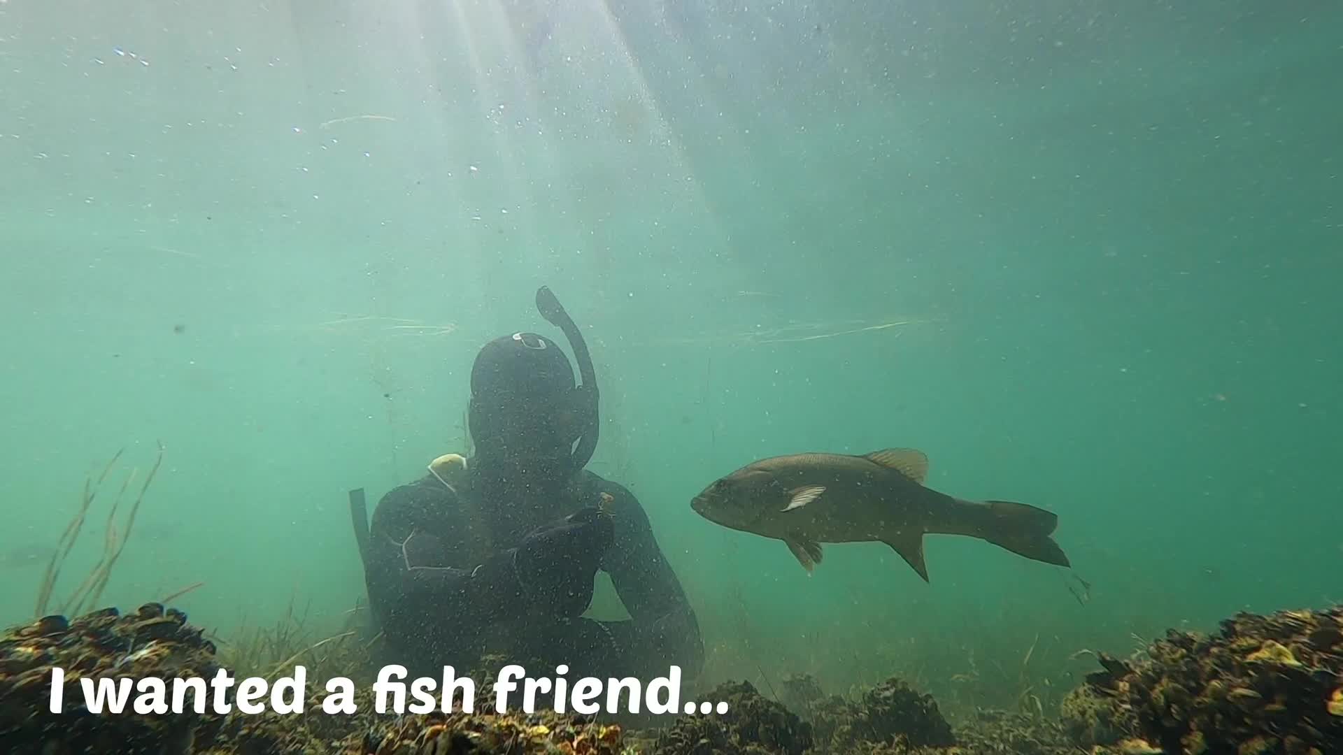 @The All-Animal Channel