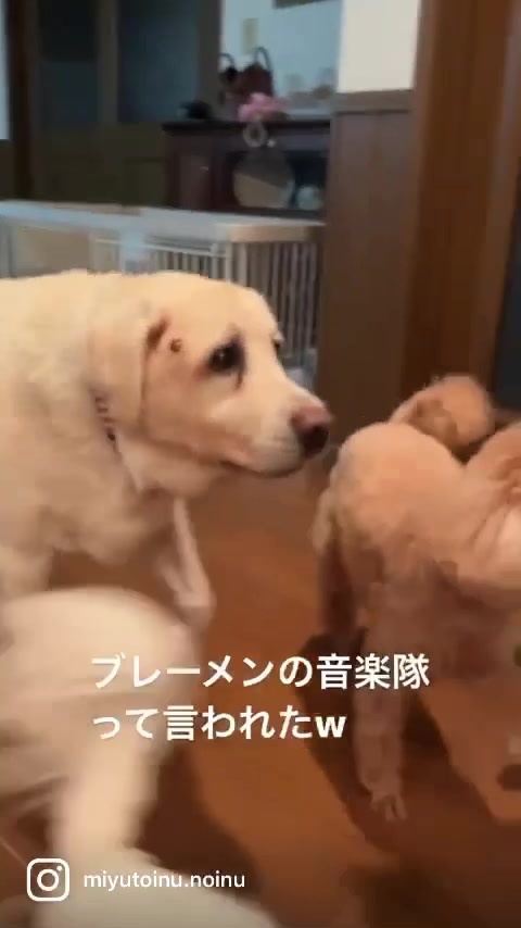 @みゆといぬ。