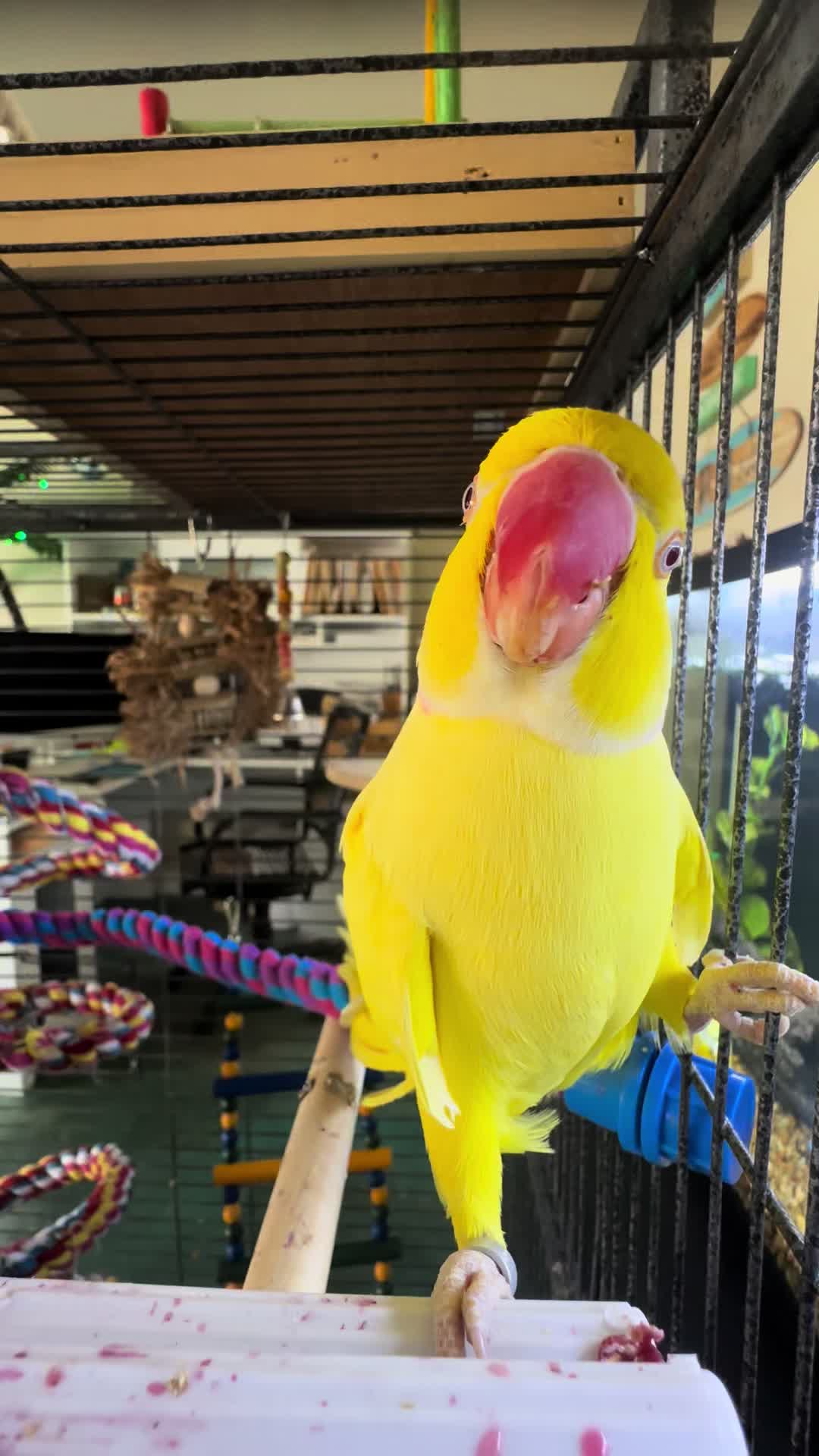 @Tweety the Ringneck