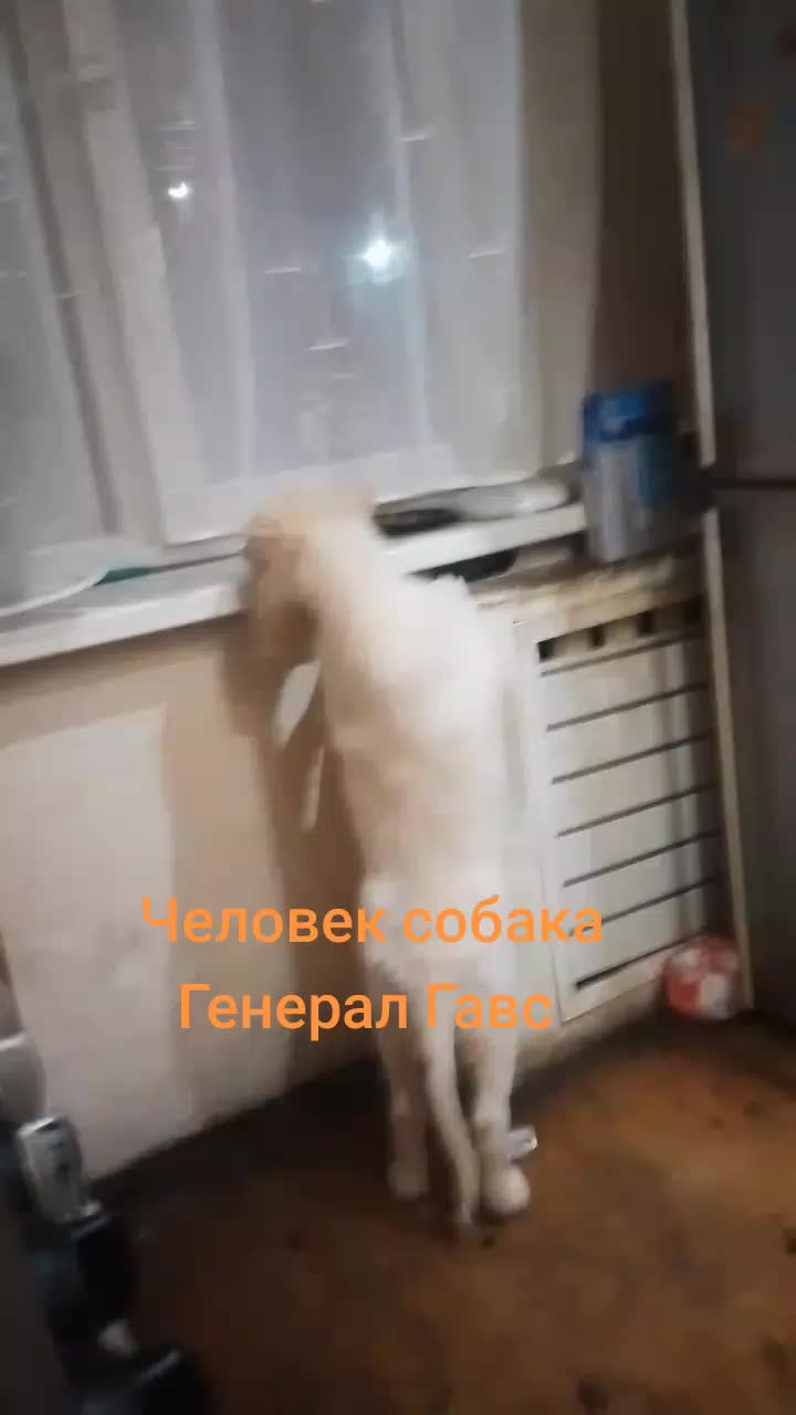 @Maggolosa