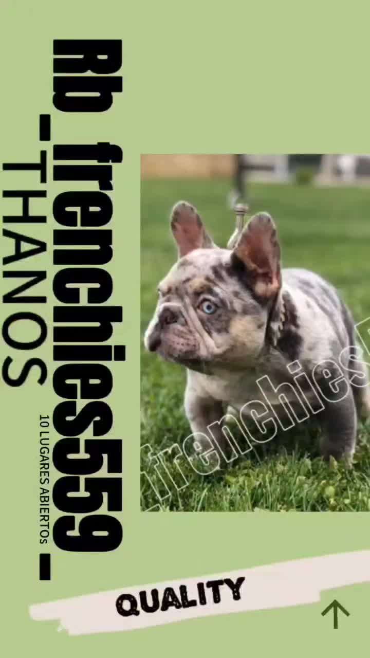 @rb_frenchies559