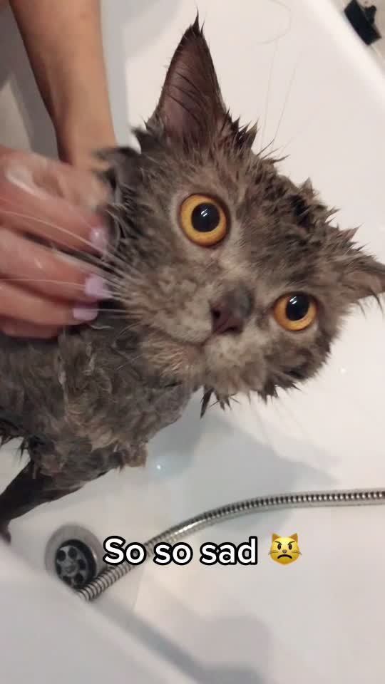 @DodoTheCat 😻