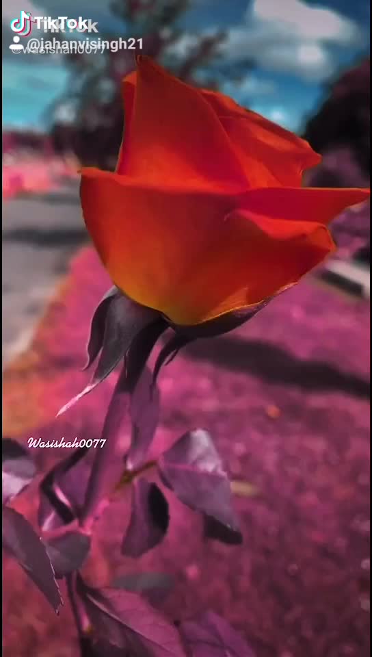 @Jahanvi Singh☑️