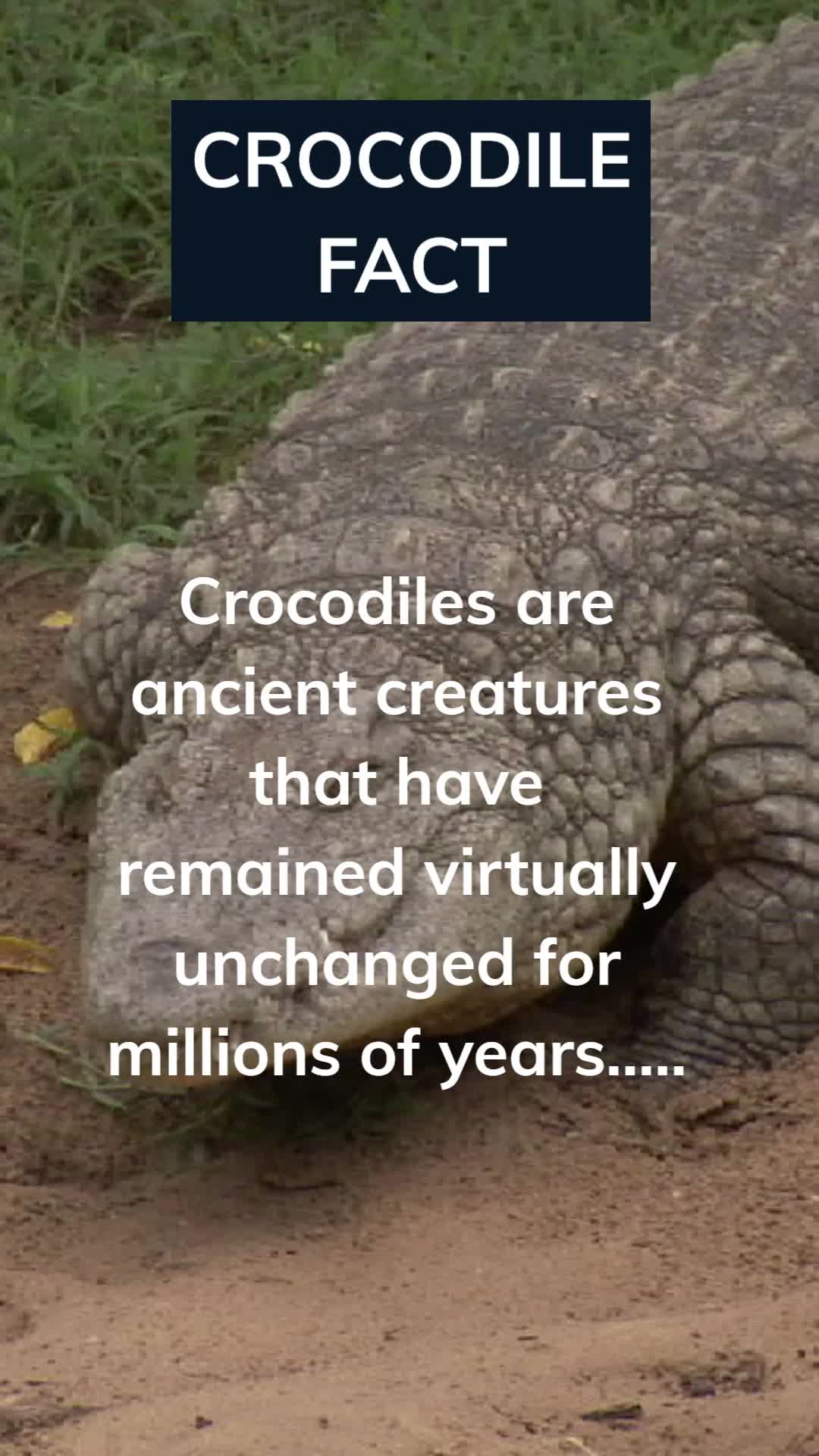 @Amusing Animal Facts