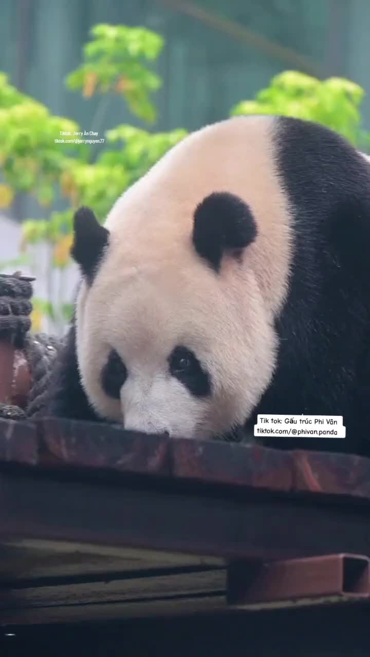 @Gấu tr&uacute;c Phi V&acirc;n