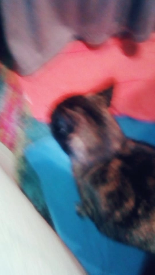 @Katze