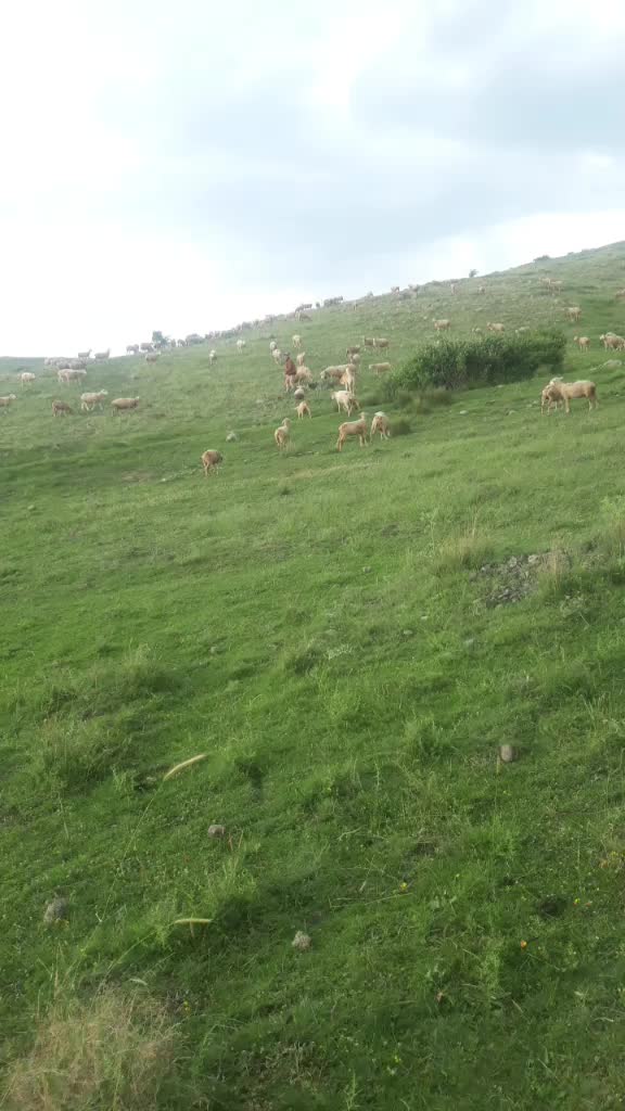 @yakup gökmen
