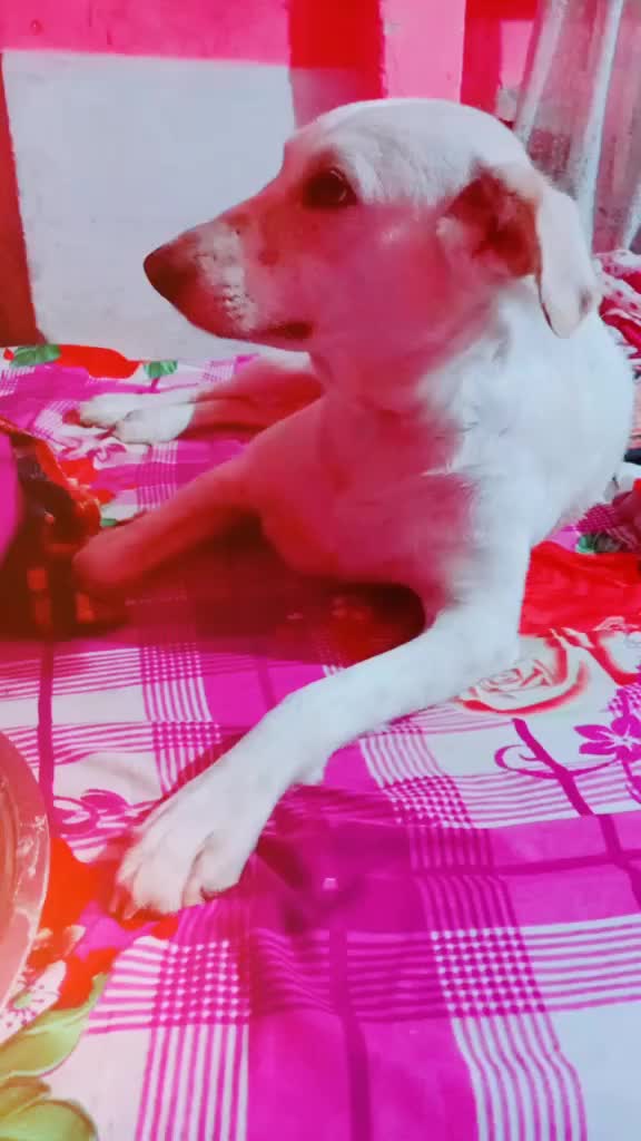 @Ayushi Ankita Lazrus