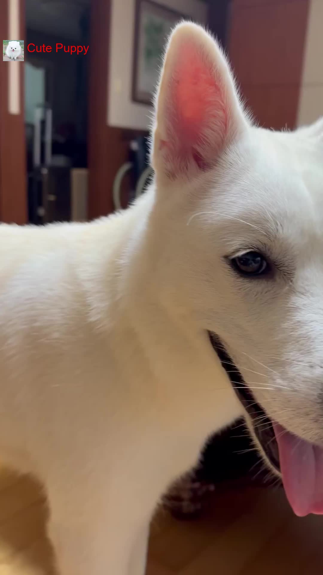 @Cute_Puppy_01