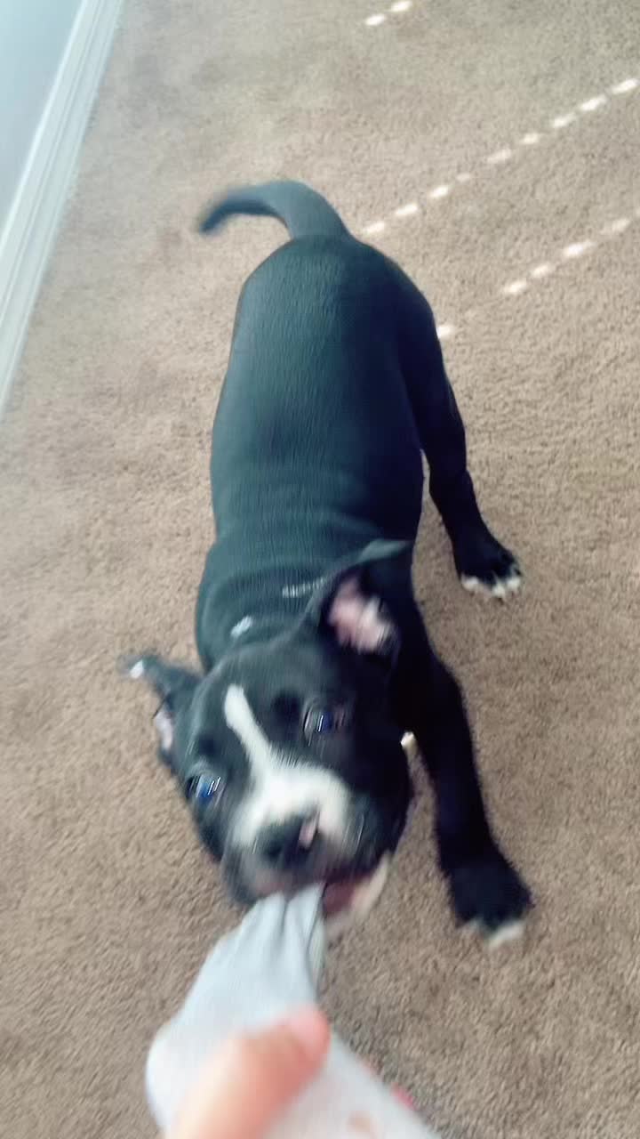 @Acebully
