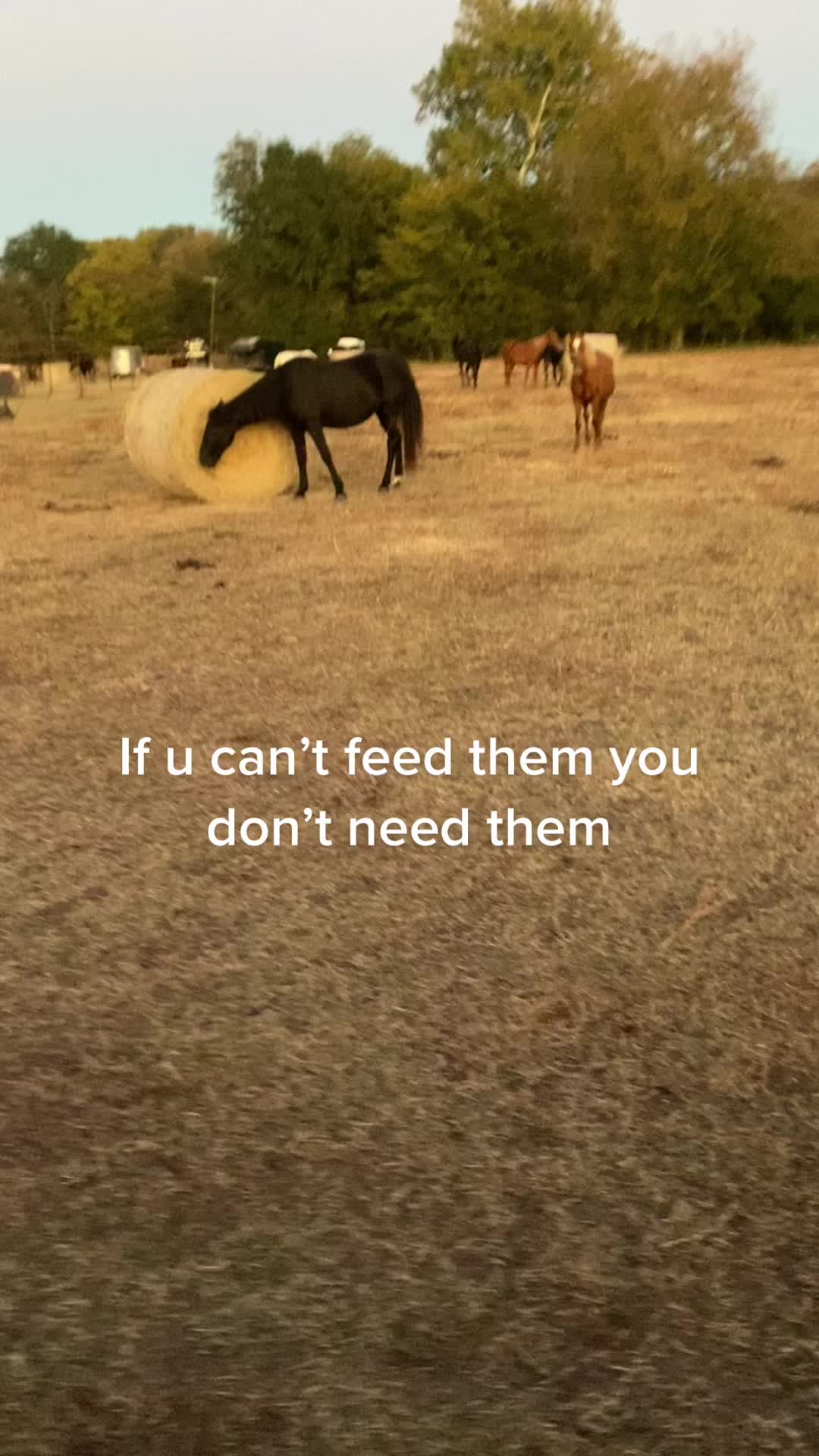 @MrRussellFarms🐴🐴🐴