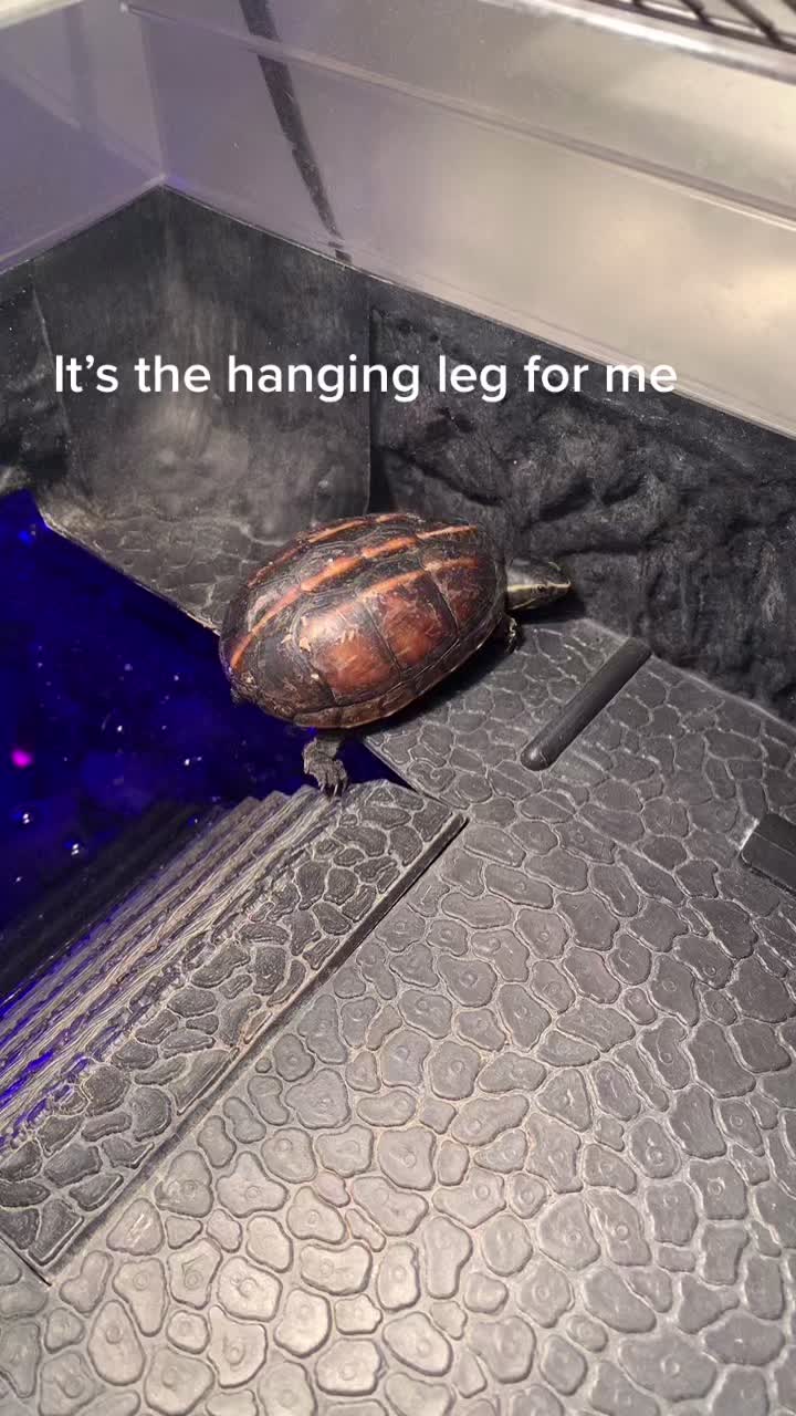 @lil t