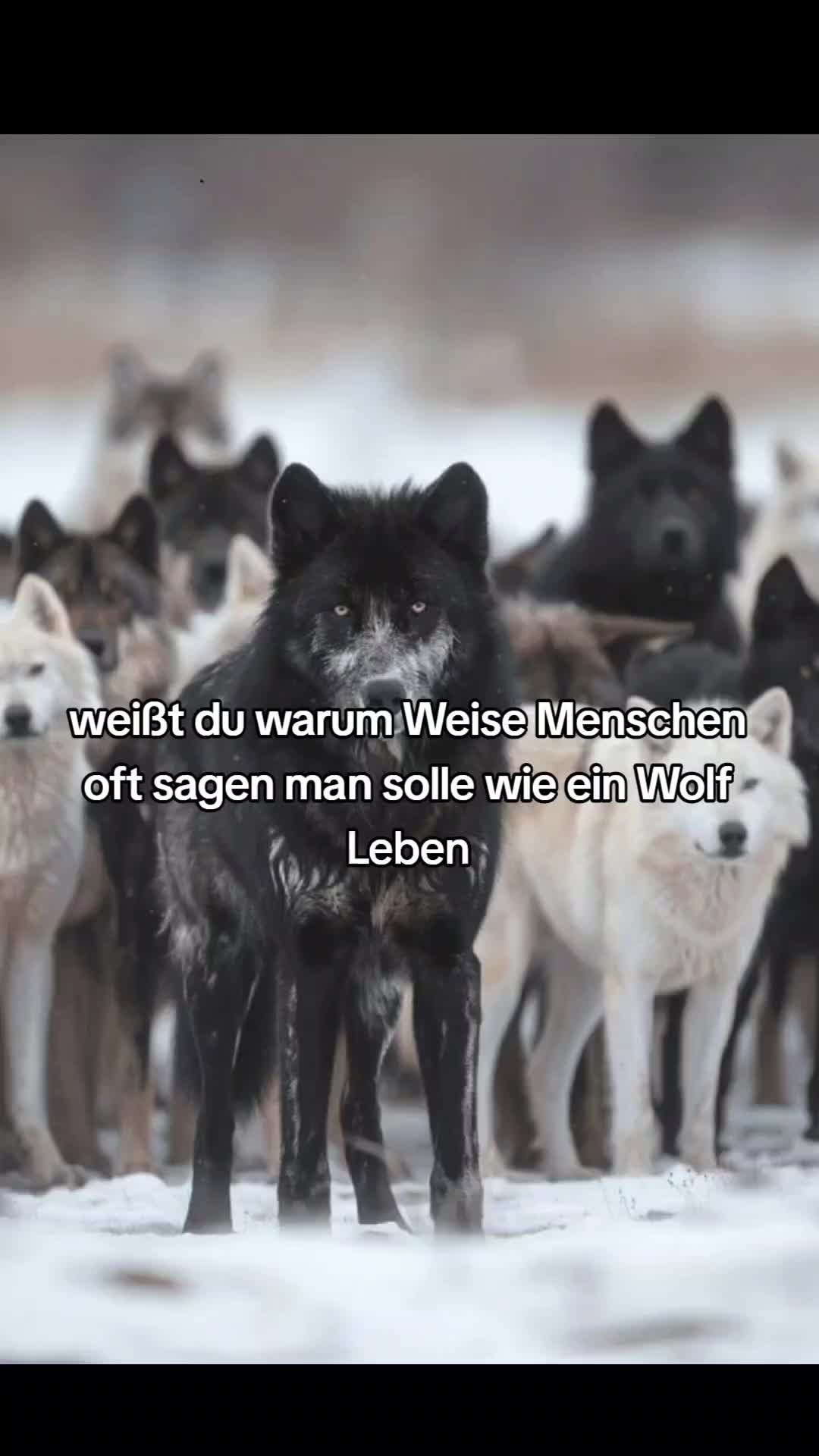 @👑🐺Akela_King_Of_Wolfs🐺👑