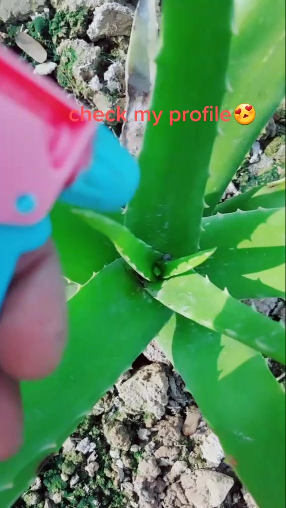 @photographer🌱🌳🌳🌵