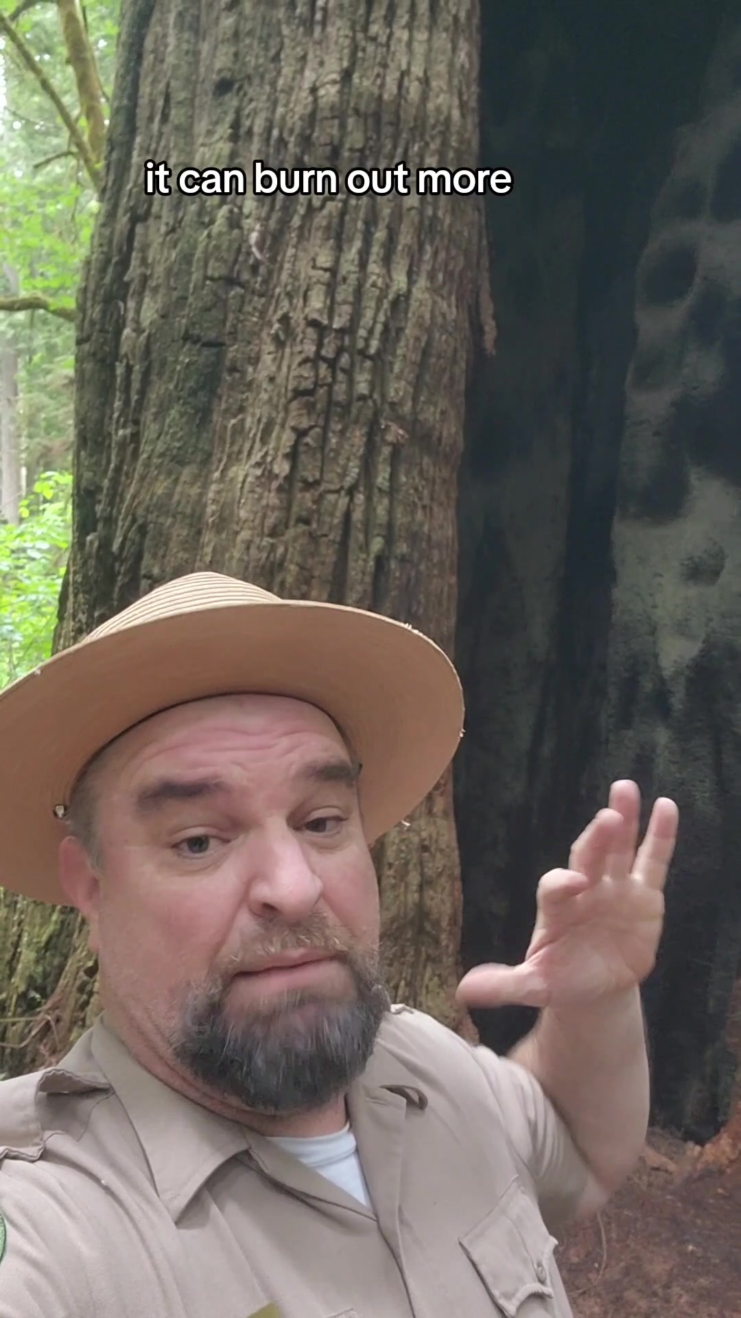 @Redwoods Rising