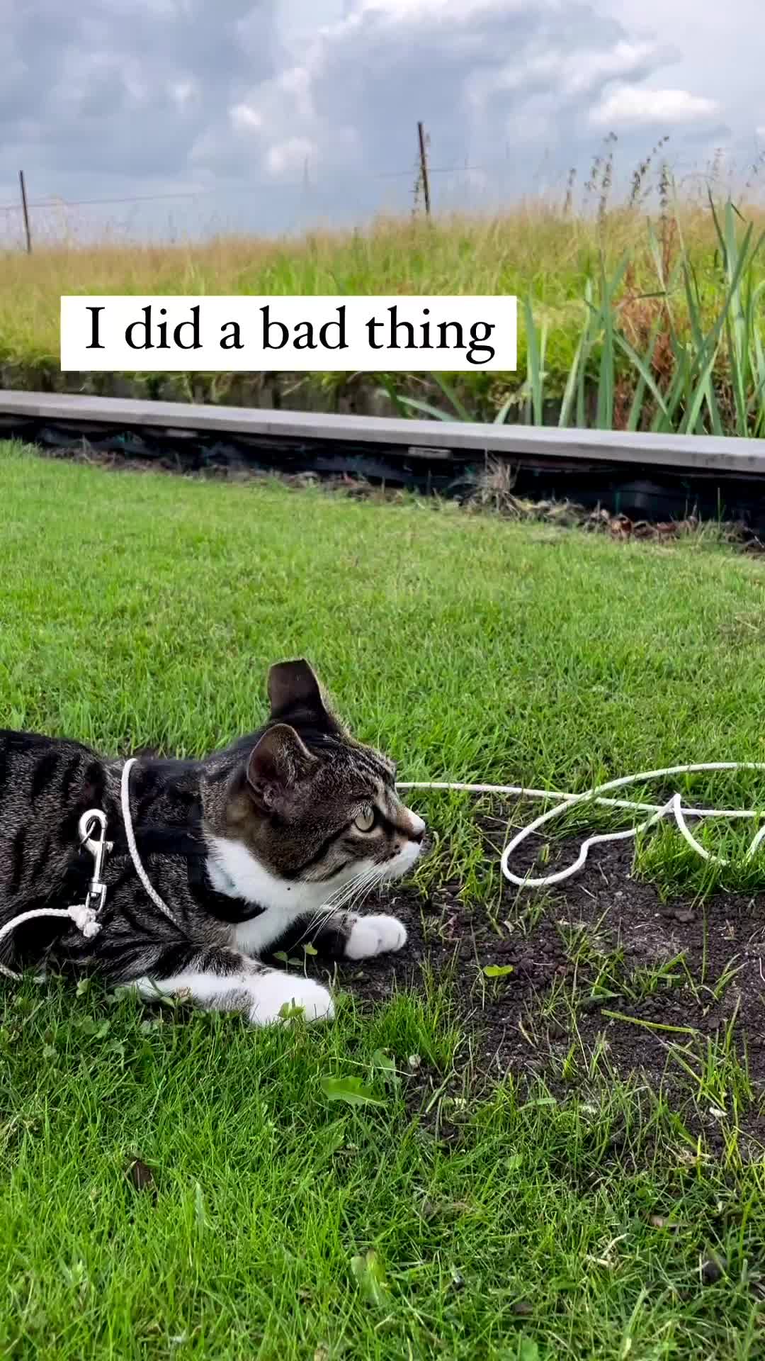 @Purrfect Spark