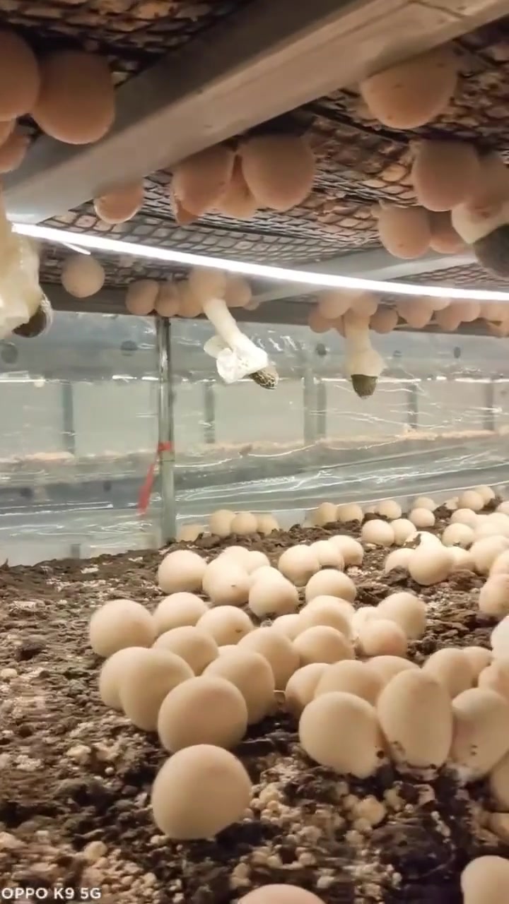 @satrisemushroom