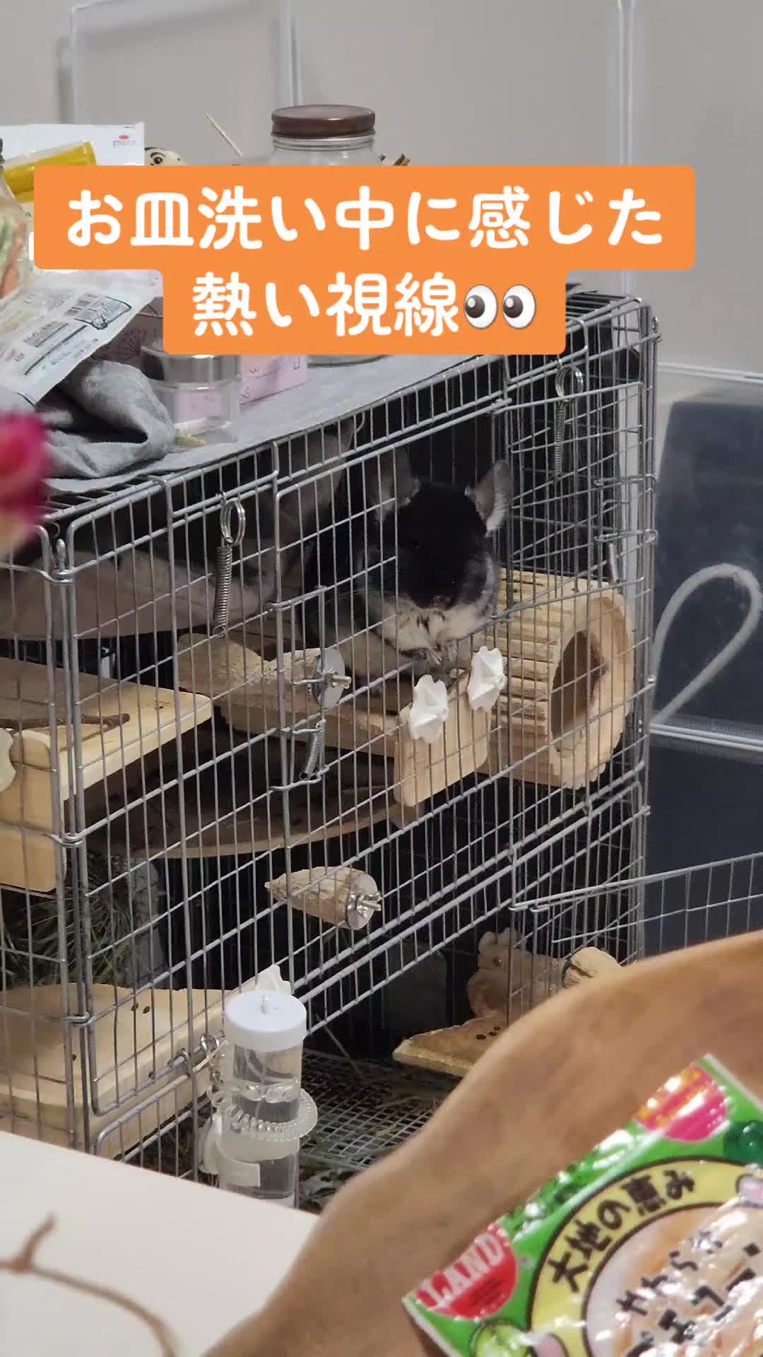 @チンチラプー子