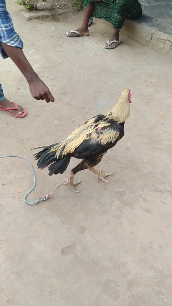 @user sivaprasad