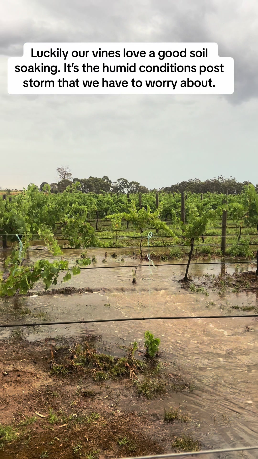 @Munari Wines Heathcote