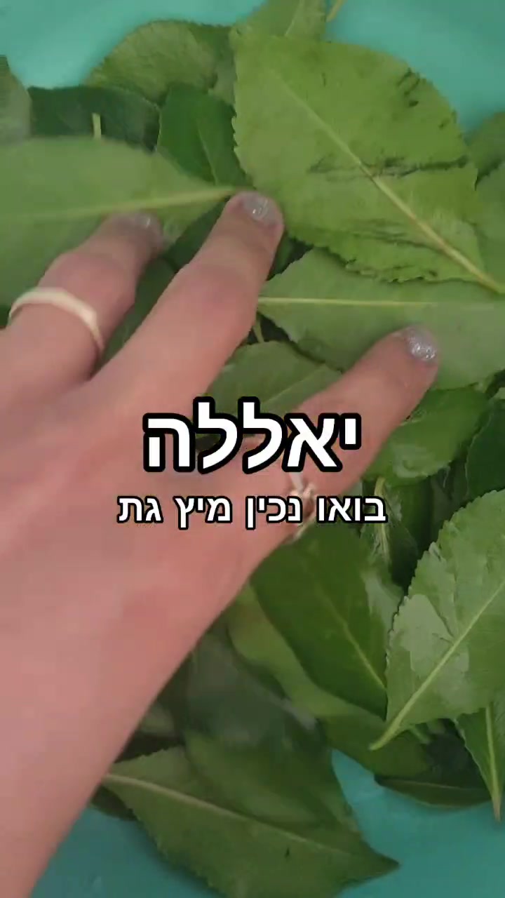 @Eden Hamami