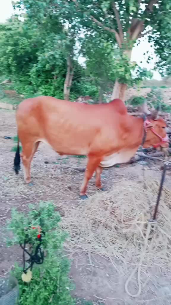 @Dev Naik
