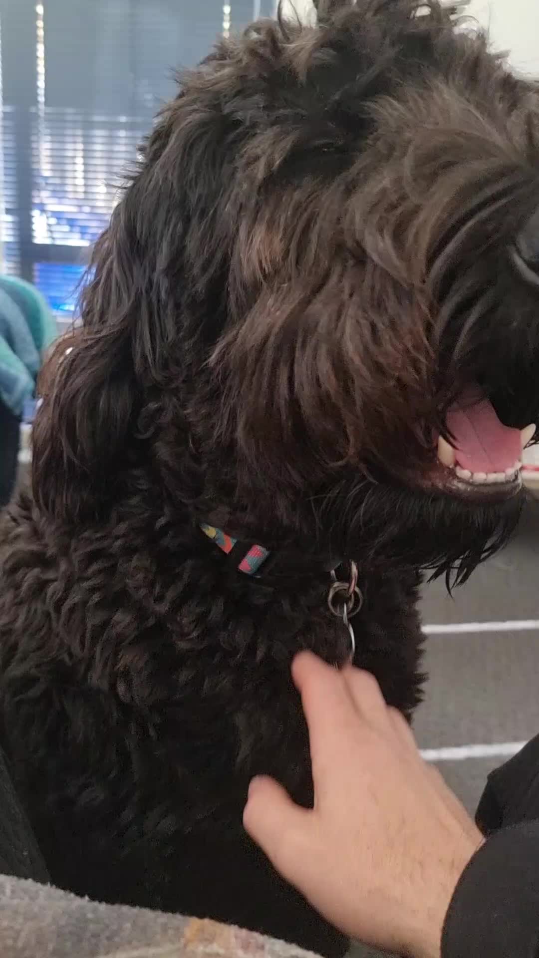 @MontyTheLabradoodle