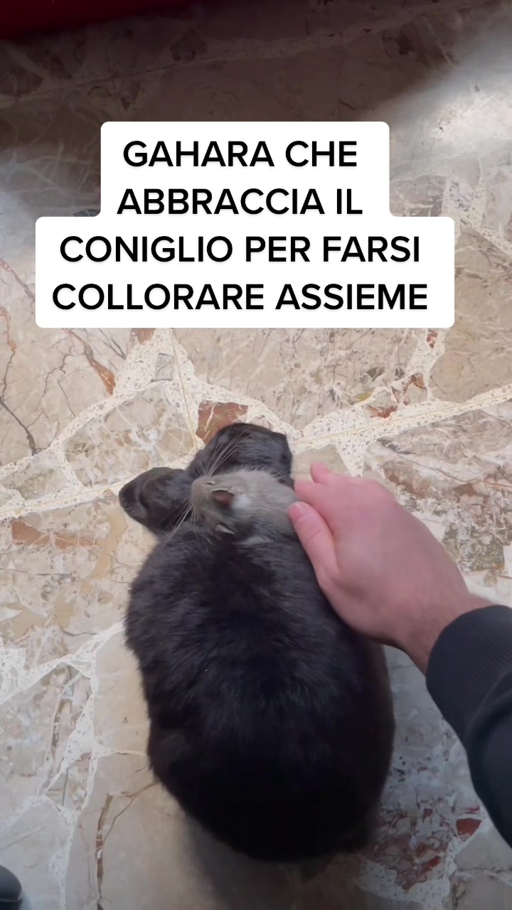 @Official_fake