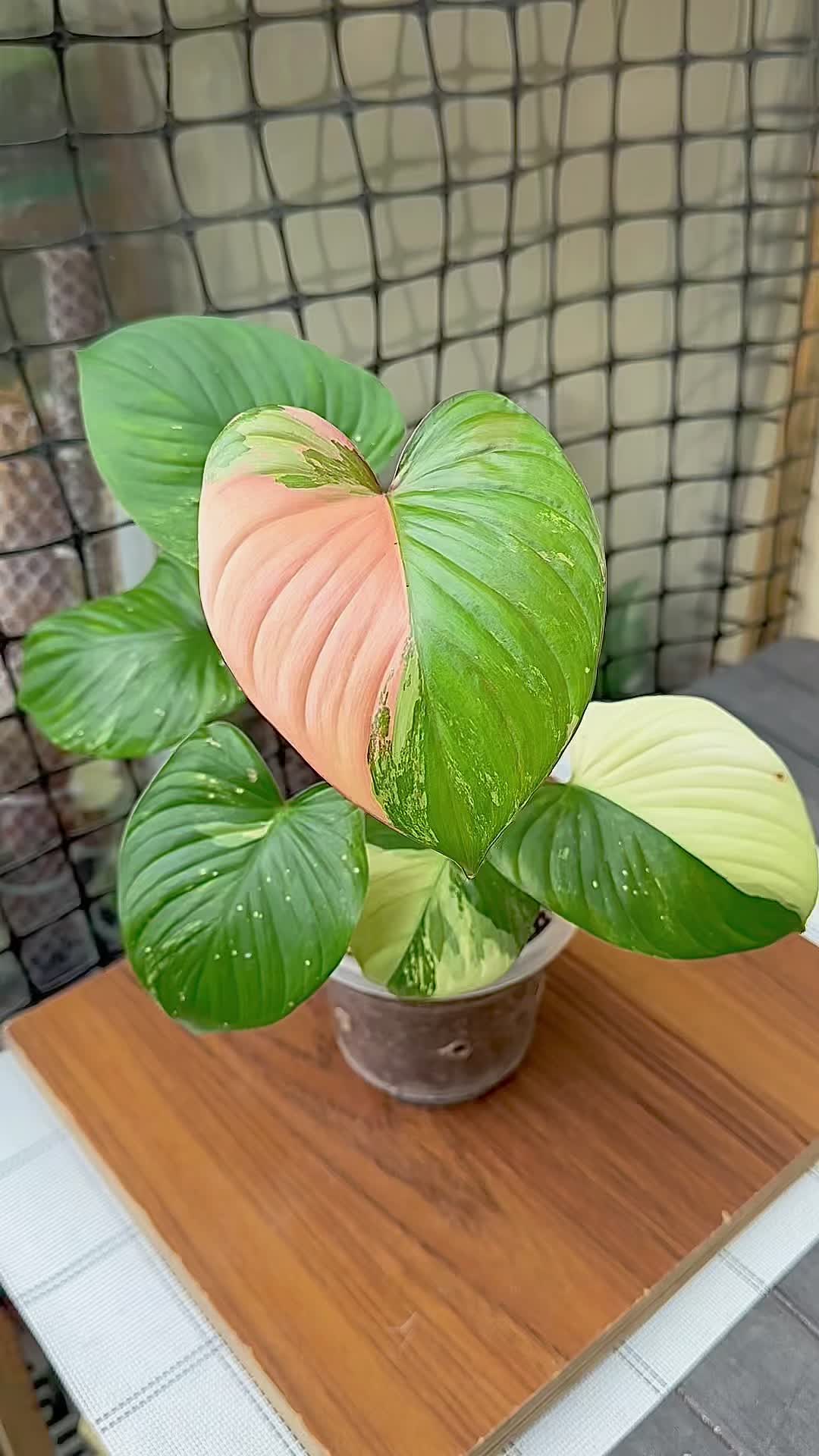 @A piece of green