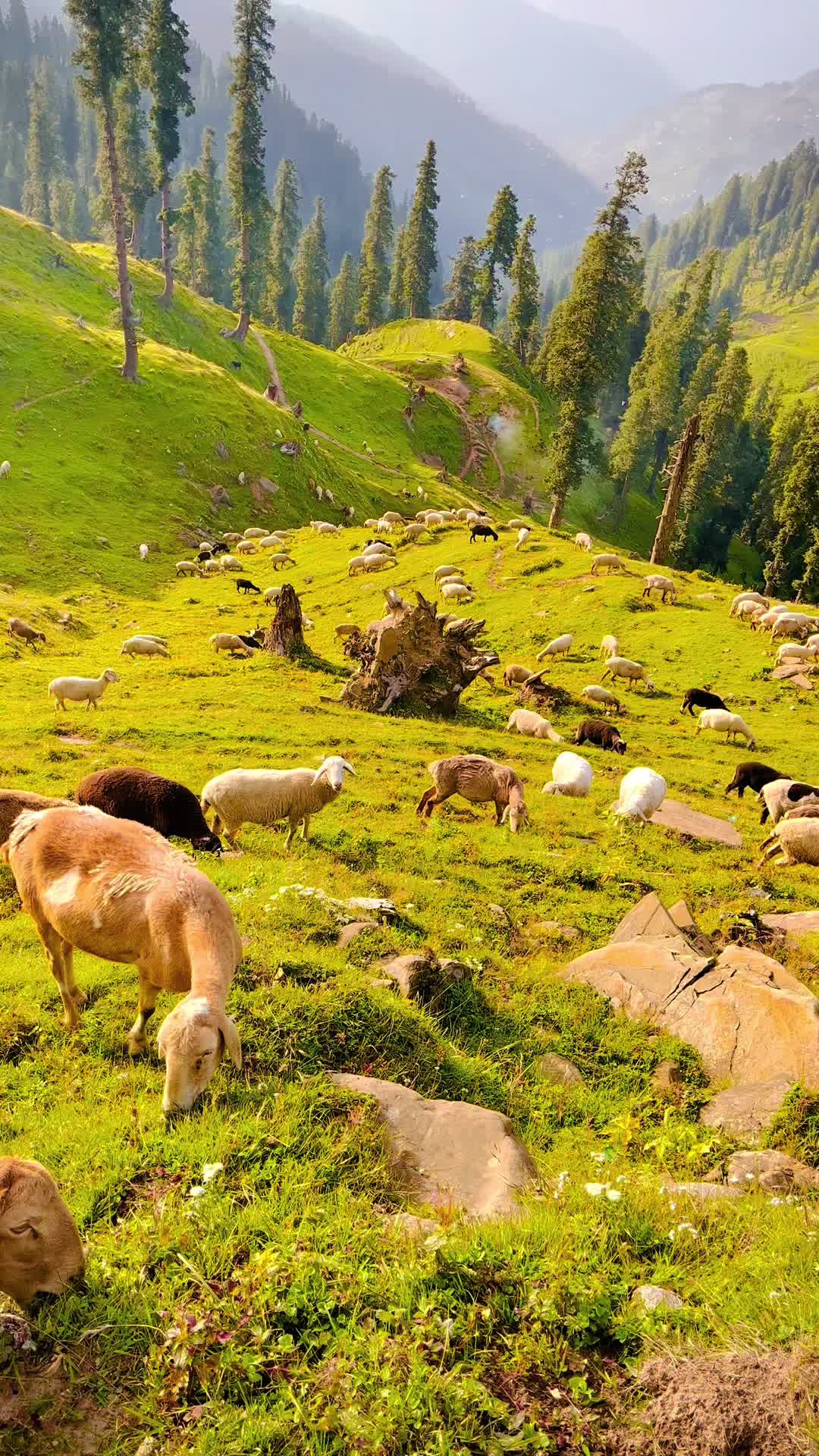 @Kashmir Valley ♥️