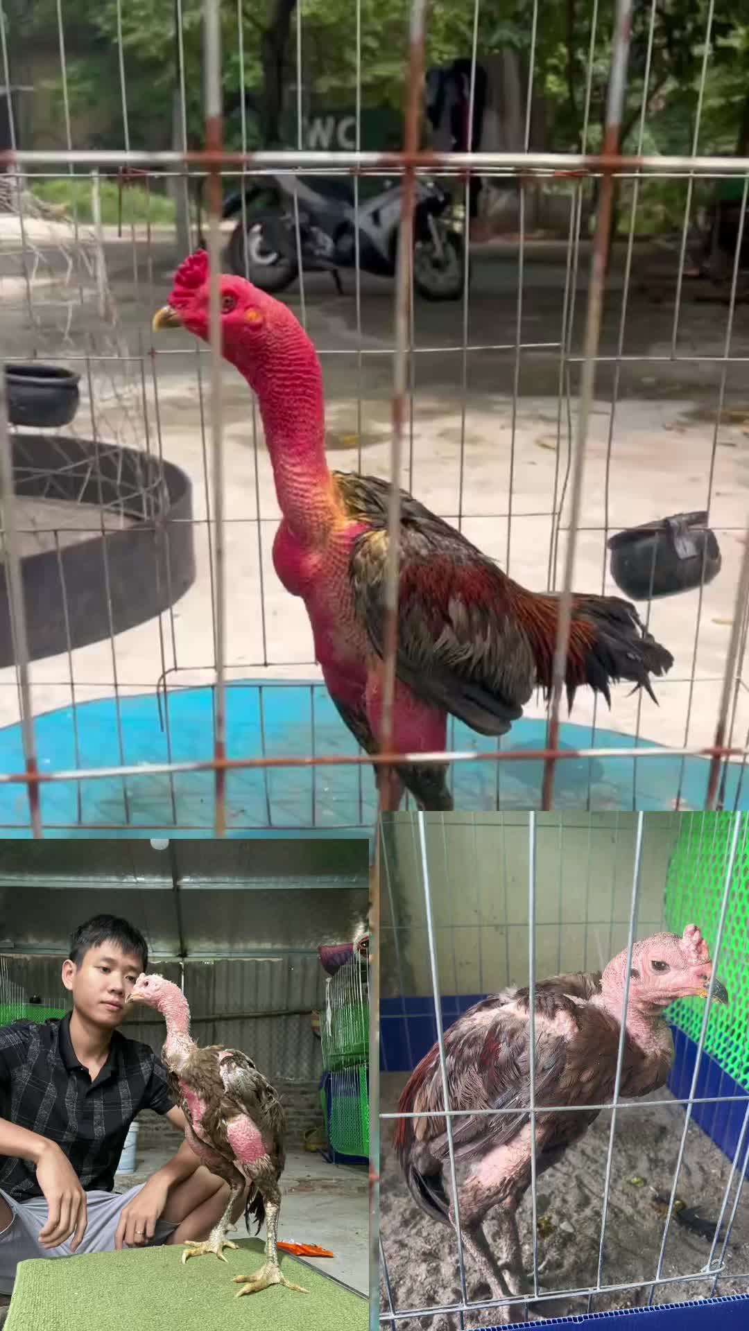@Quyền Ba Vì