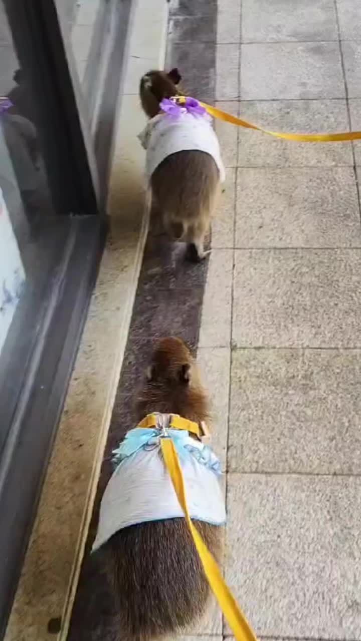 @CaPyBaRa