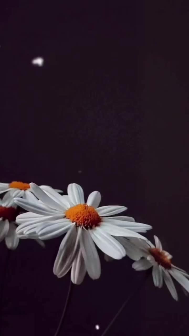 @🌹🆁🆄🅱🅸🅽🅸@𝑹𝒖𝒃𝒚🌹