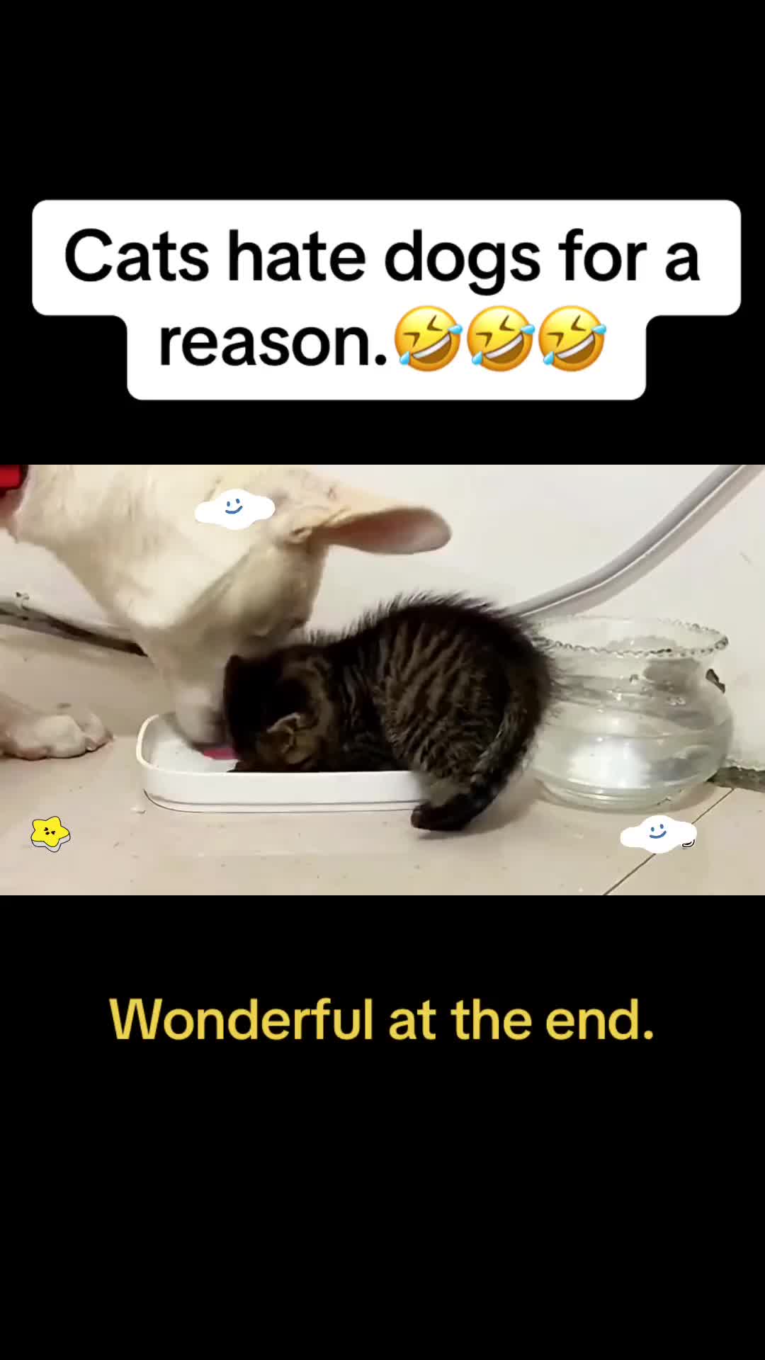 @Cute Pets😻
