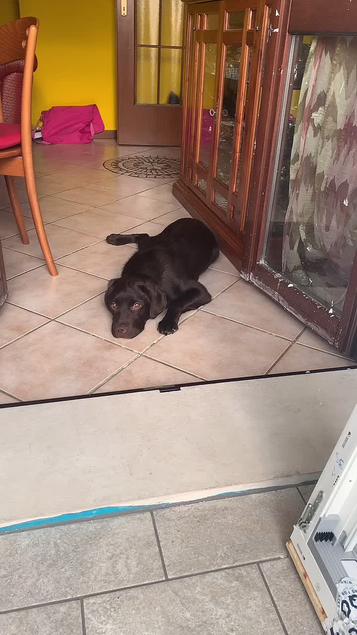 @joy_thechocolatelab