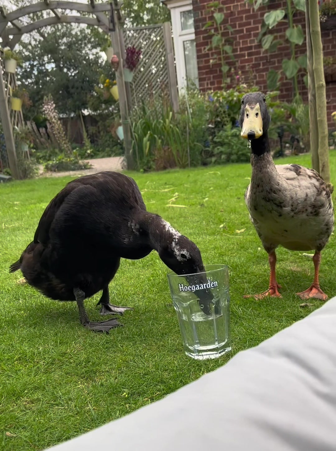 @Crazy Duck UK