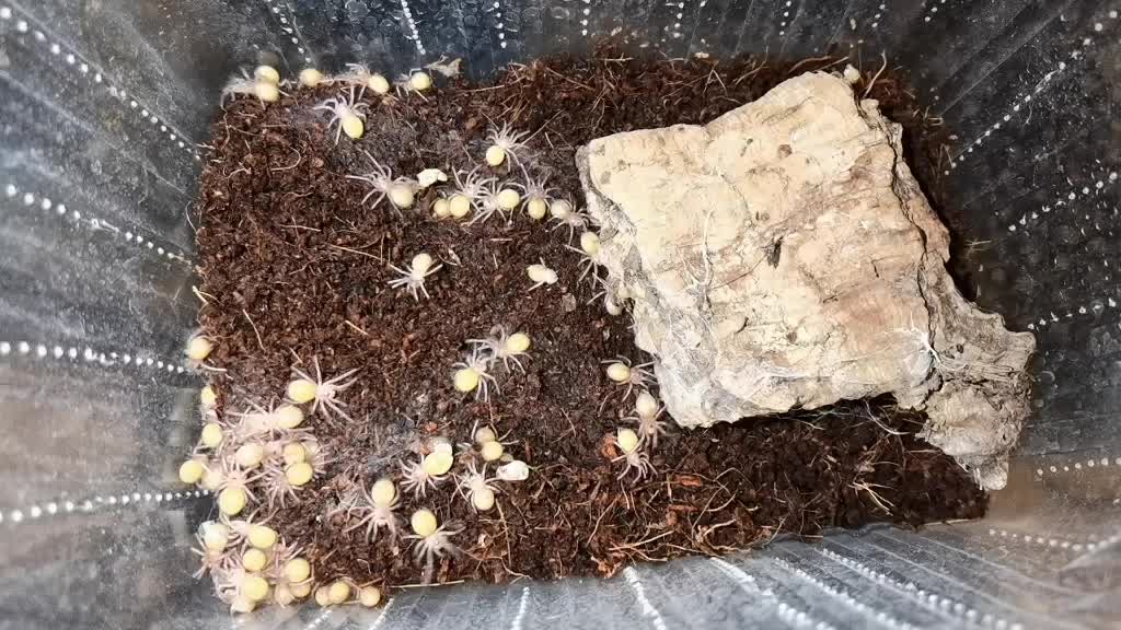 @angry_spider