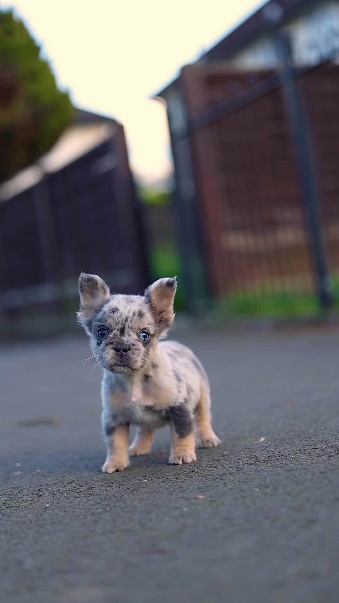 @Trendingbulldogz