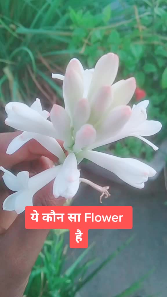 @Rohit Raja RK