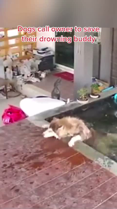 @Pet Lover