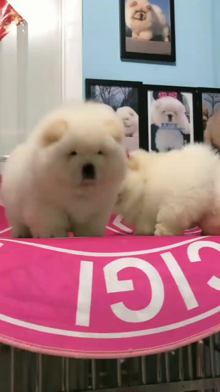 @chenyang
