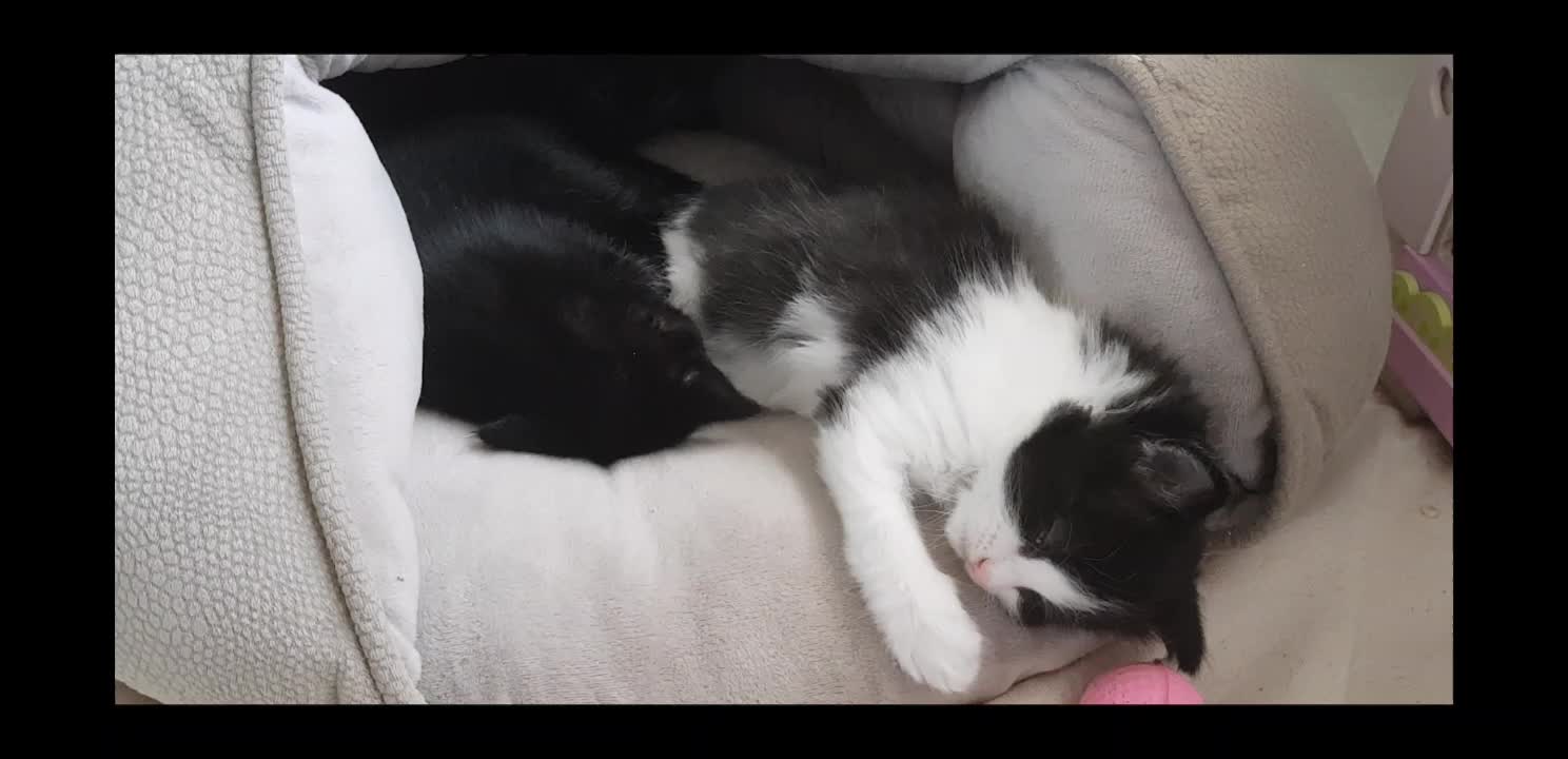 @storm.and.kittens