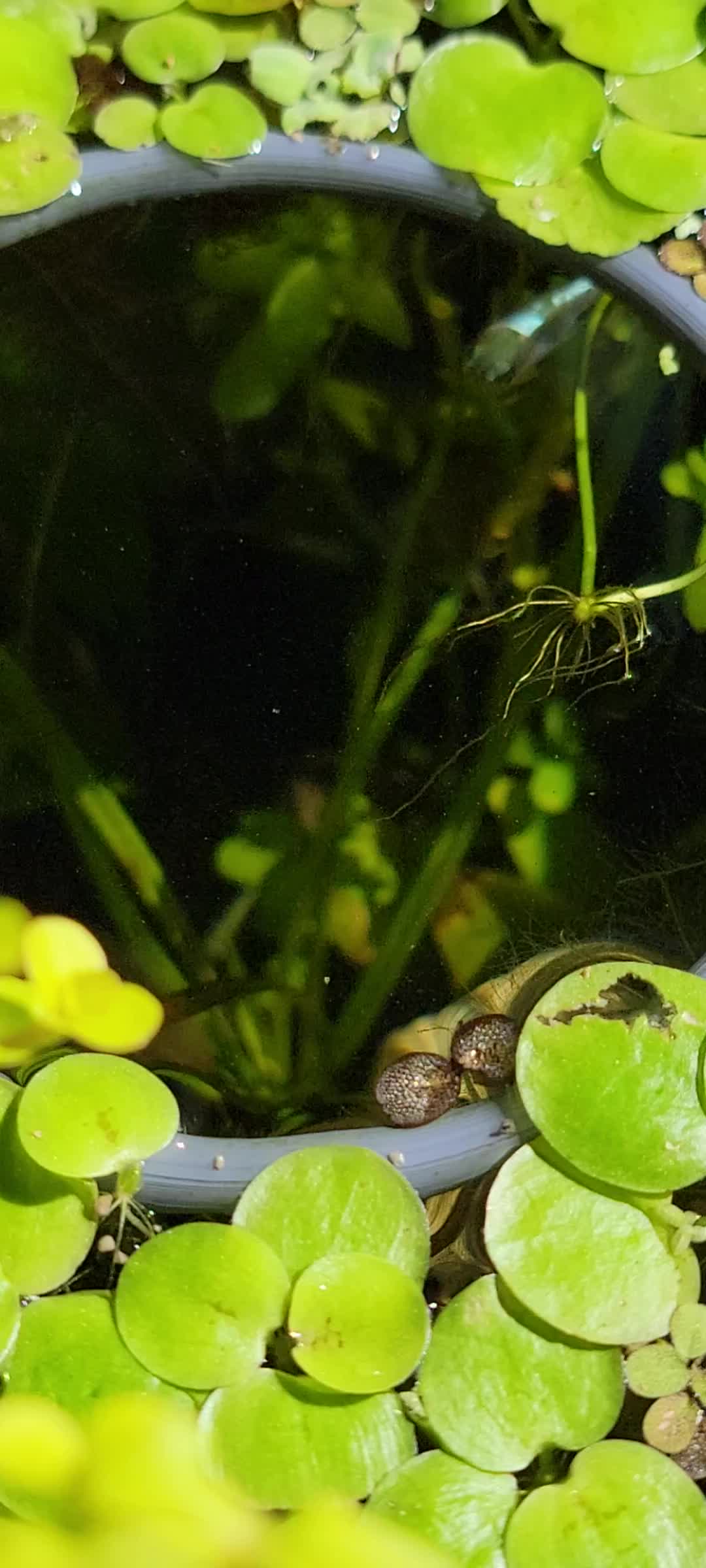 @Fishie Fishy Fish (nano, nano)