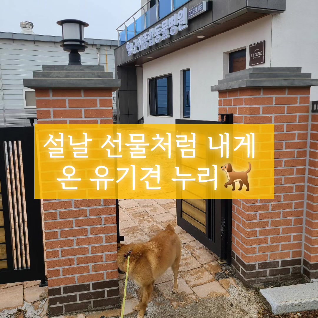 @지니힐즈