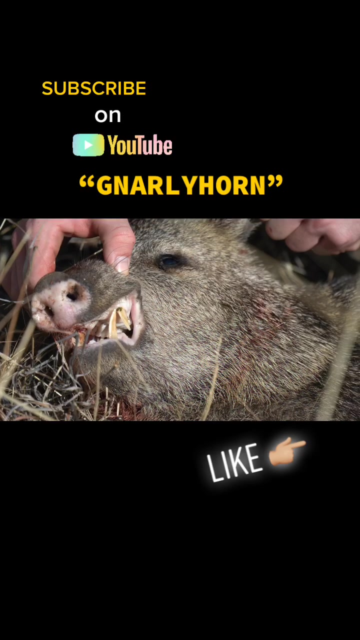 @Gnarlyhorn