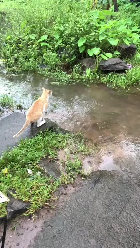 @rajjadhav5050