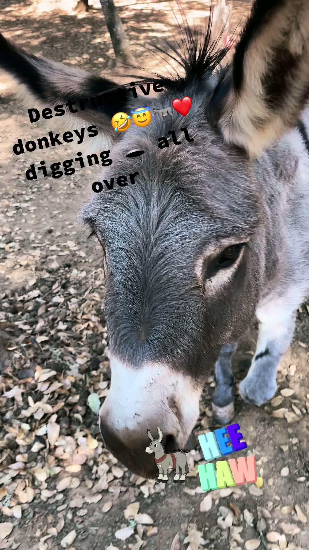 @SmallAssRanch Designs