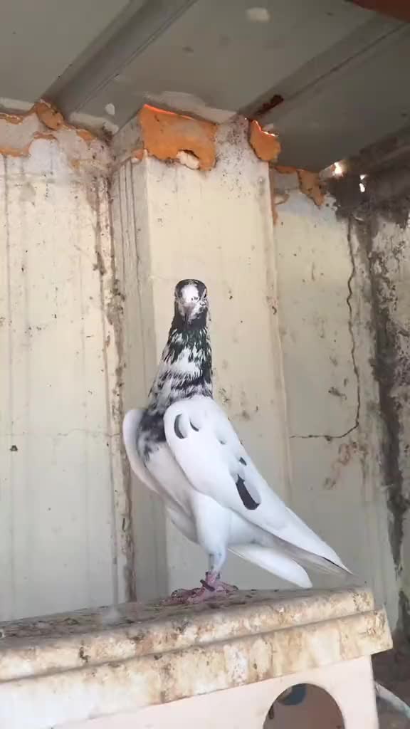 @الجبوري ✪
