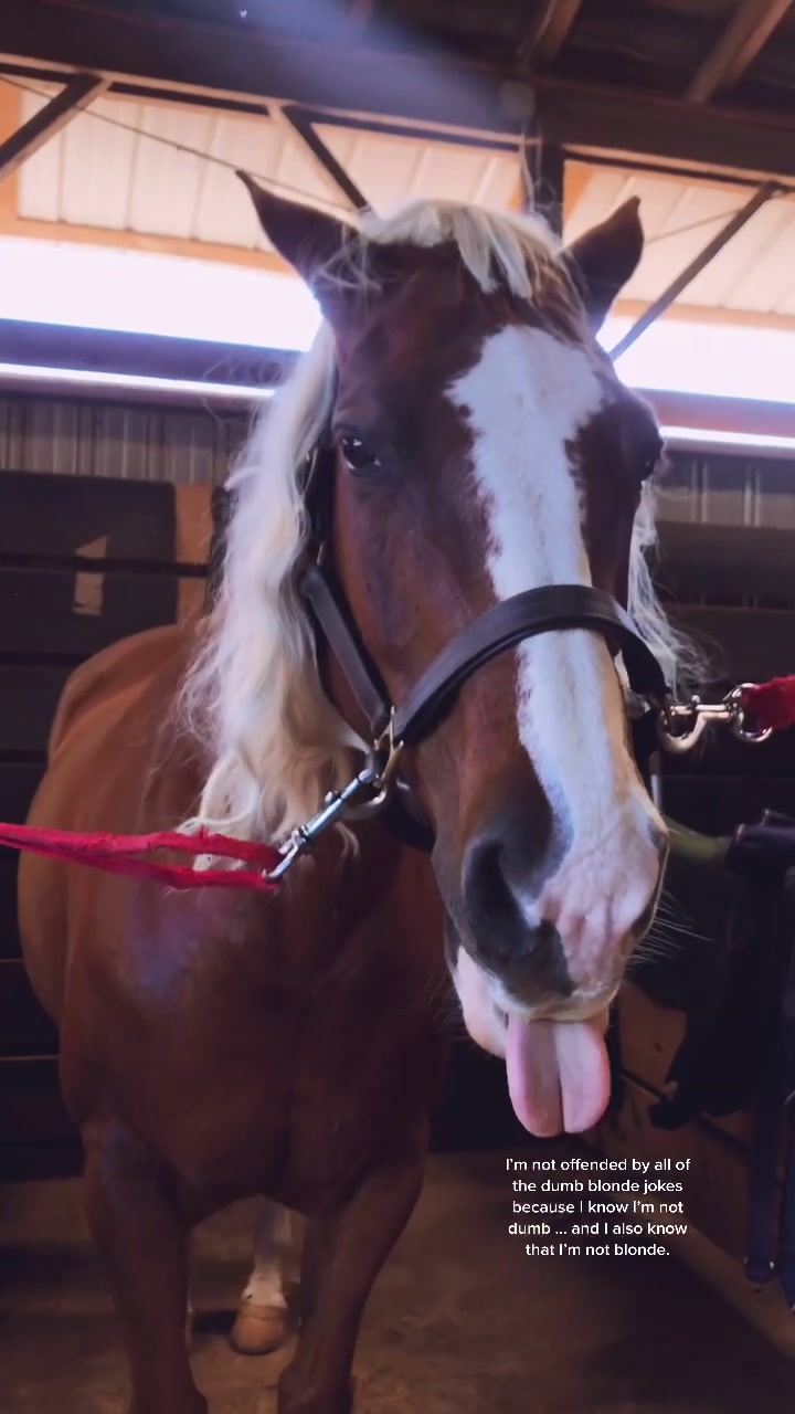 @Chunky Pony